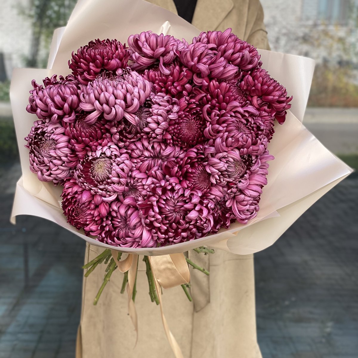 Хризантема бигуди пурпур
